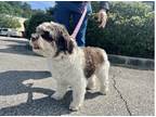 Adopt Remi a Brown/Chocolate - with White Havanese / Mixed dog in Johnston