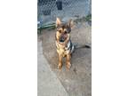 Adopt Rex a Tricolor (Tan/Brown & Black & White) German Shepherd Dog / Mixed dog