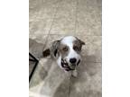 Adopt Ranger a Tan/Yellow/Fawn - with White Aussiedoodle / Mixed dog in