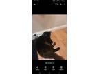 Adopt Dojo a Black (Mostly) Domestic Longhair / Mixed (medium coat) cat in San