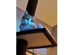 Adopt Azuki a Orange or Red Domestic Shorthair / Mixed (short coat) cat in