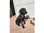 Adopt Neo a Black Labrador Retriever / Mixed dog in Fairfield, CA (41295421)
