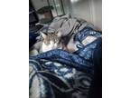 Adopt Lily a White (Mostly) American Shorthair / Mixed (medium coat) cat in