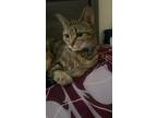Adopt Pluto a Brown Tabby Domestic Shorthair / Mixed (short coat) cat in