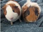 Adopt Macchiato & Mocha a Multi Guinea Pig (short coat) small animal in Los