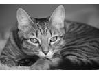 Adopt Munchkin a Brown Tabby American Shorthair / Mixed (short coat) cat in High