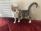 Adopt Shala a Calico or Dilute Calico American Shorthair / Mixed (short coat)