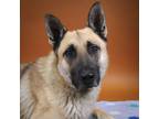 Adopt Rocky a German Shepherd Dog / Mixed dog in Houston, TX (40754005)