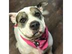 Adopt Elsa a White Shar Pei / Mixed Breed (Medium) / Mixed (short coat) dog in