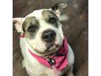Adopt Elsa a White Shar Pei / Mixed dog in Justin, TX (31120633)