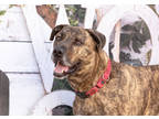 Adopt Scout a Brindle Shepherd (Unknown Type) / Mixed Breed (Medium) / Mixed