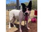 Adopt Opal a White Border Collie / Mixed dog in Justin, TX (35903393)