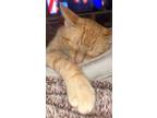 Adopt Chungus a Orange or Red Tabby / Mixed (short coat) cat in Wildomar