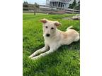 Adopt Bridget a Tan/Yellow/Fawn Labrador Retriever / Mixed dog in Skippack