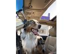 Adopt Crash a Merle Australian Shepherd / Mixed dog in Detroit, MI (41295318)