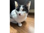 Adopt Remy a Black & White or Tuxedo Domestic Shorthair / Mixed (medium coat)