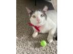 Adopt Chance a White (Mostly) Turkish Van (short coat) cat in Houston