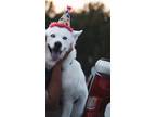 Adopt Shalamar a White Husky / Mixed dog in Cary, NC (40982485)