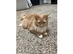 Adopt Crash a Orange or Red Tabby American Shorthair / Mixed (medium coat) cat