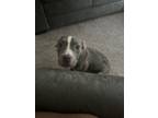 Adopt Diamond a Brindle - with White American Pit Bull Terrier / Mixed dog in