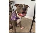 Adopt Beast a Gray/Blue/Silver/Salt & Pepper American Pit Bull Terrier / Mixed