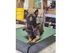 Adopt Loki a Black - with Tan, Yellow or Fawn Dutch Shepherd / Mixed dog in