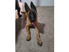 Adopt Quazi a Brown/Chocolate - with Black Belgian Malinois / Mixed Breed