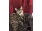 Adopt Charlotte a Domestic Shorthair cat in King George, VA (41293479)