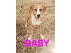 Adopt BABY a Tan/Yellow/Fawn - with White Hound (Unknown Type) / Mixed dog in
