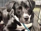 Adopt Stardust a Black - with White Labrador Retriever / Mixed dog in St Louis