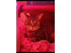 Adopt Gypsy a Brown Tabby Tabby / Mixed (medium coat) cat in Washington