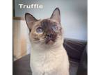 Adopt Truffle a Cream or Ivory (Mostly) Balinese (medium coat) cat in Davis