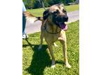 Adopt Ozie a Mixed Breed (Medium) / Shepherd (Unknown Type) / Mixed dog in St.