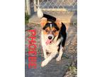 Adopt PHOEBE a Tricolor (Tan/Brown & Black & White) Mixed Breed (Small) / Mixed