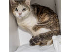 Adopt Oliver a White Domestic Shorthair / Domestic Shorthair / Mixed cat in