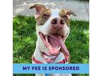 Adopt Ember a Pit Bull Terrier / Mixed dog in Walnut Creek, CA (40983921)