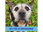 Adopt Lincoln a Border Terrier / Mixed dog in Walnut Creek, CA (40983920)