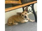 Adopt Jupiter a Tricolor (Tan/Brown & Black & White) Mutt / Mixed dog in