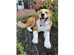 Adopt Remy a Red/Golden/Orange/Chestnut - with White Bernese Mountain Dog /