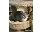 Adopt Queenie a Gray or Blue (Mostly) Domestic Shorthair (short coat) cat in