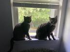 Adopt Kiara and Vitani a Brown Tabby Domestic Shorthair / Mixed (short coat) cat