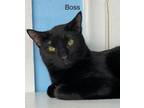 Adopt Boss - Center a All Black Oriental / Mixed (short coat) cat in oakland