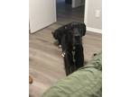 Adopt Tobby a Black Great Dane / Mixed dog in San Tan Valley, AZ (41294982)