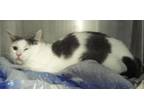 Adopt Cliffard a Domestic Shorthair / Mixed cat in Pomona, CA (41294977)