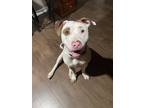 Adopt Rain a Brown/Chocolate - with White American Pit Bull Terrier / Mixed dog