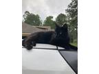 Adopt Shadow a All Black American Shorthair / Mixed (short coat) cat in