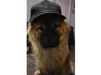 Adopt Chloe a Tricolor (Tan/Brown & Black & White) Chow Chow / Mixed dog in