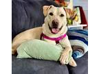 Adopt Duwop - Available in Foster a Tan/Yellow/Fawn Shepherd (Unknown Type) /