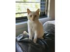 Adopt Banks a White (Mostly) American Shorthair / Mixed (short coat) cat in