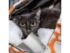 Adopt Bookie a All Black Domestic Shorthair / Domestic Shorthair / Mixed cat in